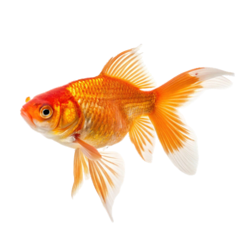 Aquaculture